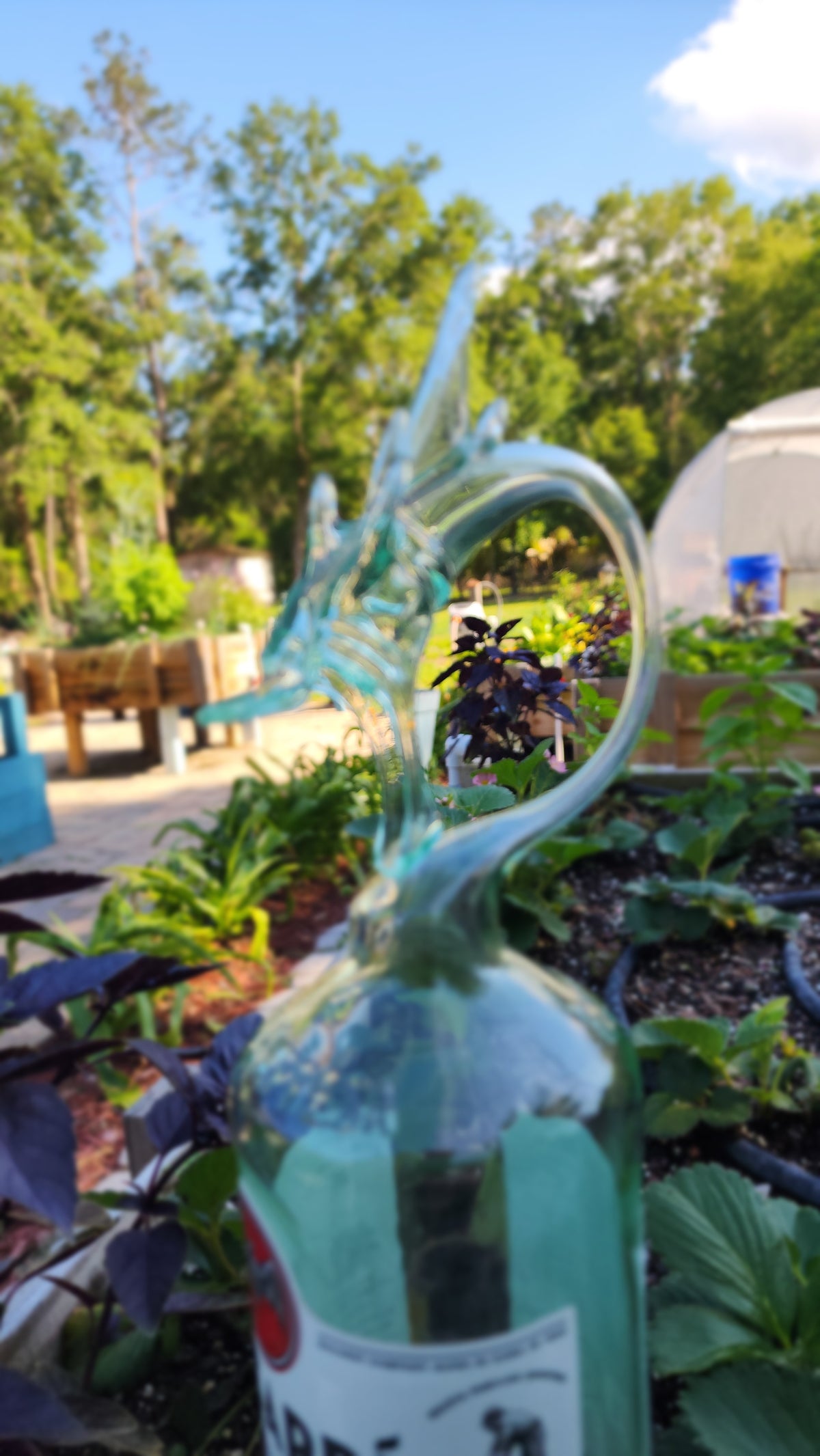 Curved Amber Glass Dragon Bottle Sculpture – Handcrafted Tropical Art